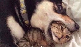 二哈吃瓜娱乐圈小说,娱乐圈的欢乐盛宴