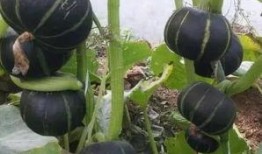 栗子娱乐吃瓜,揭秘栗子娱乐吃瓜背后的真相