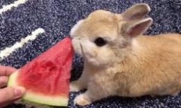 娱乐吃瓜酱兔子视频,揭秘娱乐圈幕后故事