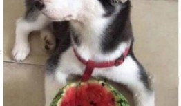 二哈吃瓜娱乐圈小说,娱乐圈的欢乐盛宴