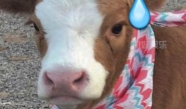 抖音吃瓜娱乐号怎么弄的,轻松制作热门吃瓜内容的秘诀